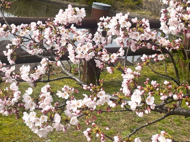 日和山公園の桜の開花状況(4/4現在)
