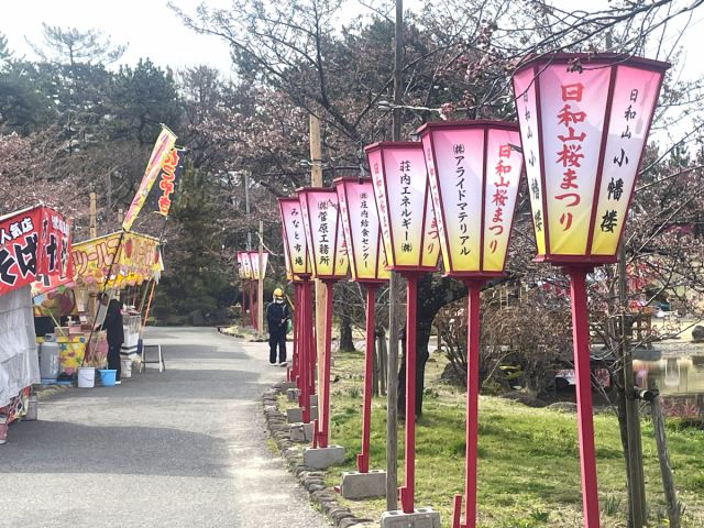 日和山公園の桜の開花状況(4/4現在)