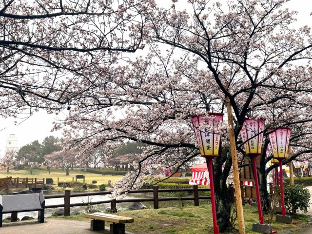 日和山公園の桜の開花状況(4/5現在)
