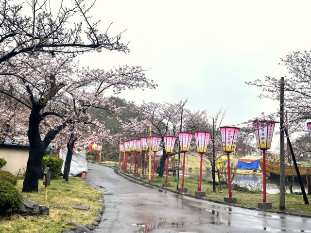 日和山公園の桜の開花状況(4/5現在)