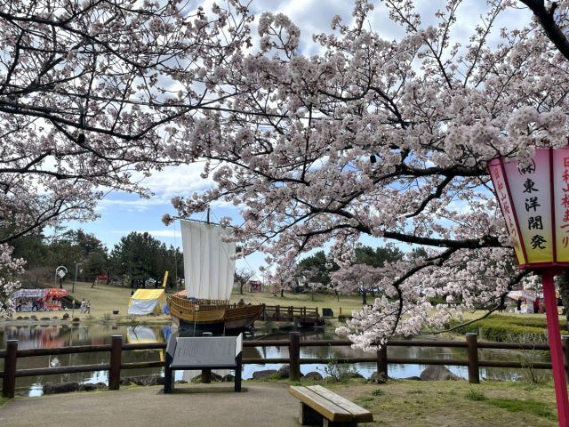 日和山公園の桜の開花状況(4/6現在)