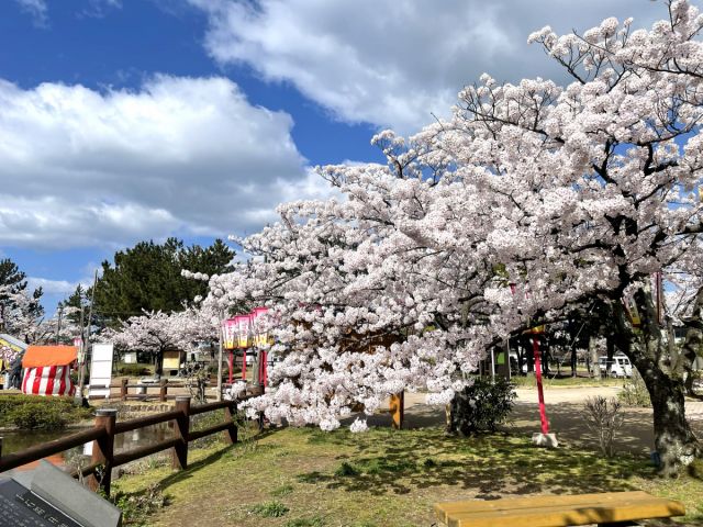 日和山公園の桜の開花状況(4/8現在)