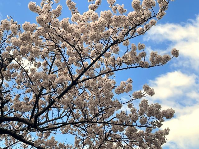 日和山公園の桜の開花状況(4/8現在)