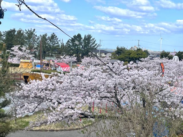 日和山公園の桜の開花状況(4/8現在)