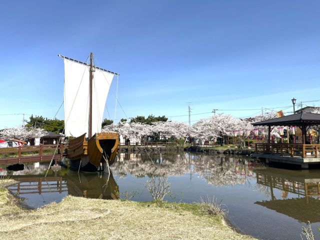日和山公園の桜の開花状況(4/9現在)