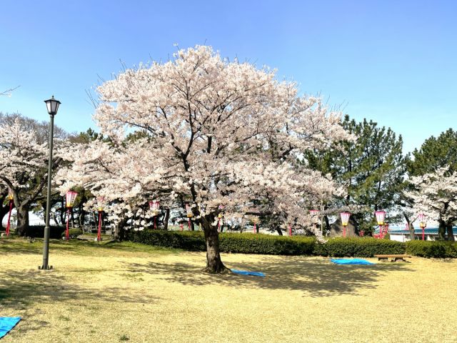 日和山公園の桜の開花状況(4/9現在)