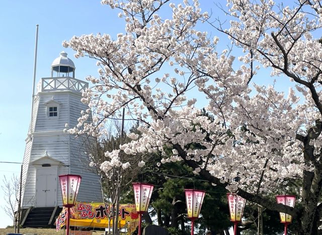 日和山公園の桜の開花状況(4/9現在)
