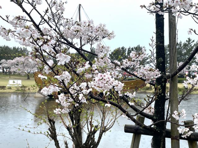 日和山公園の桜の開花状況(4/10)番外編