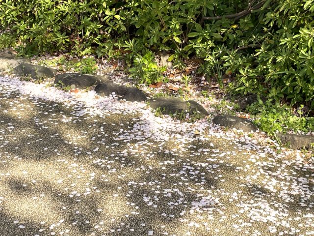 日和山公園の桜の開花状況(4/13現在)