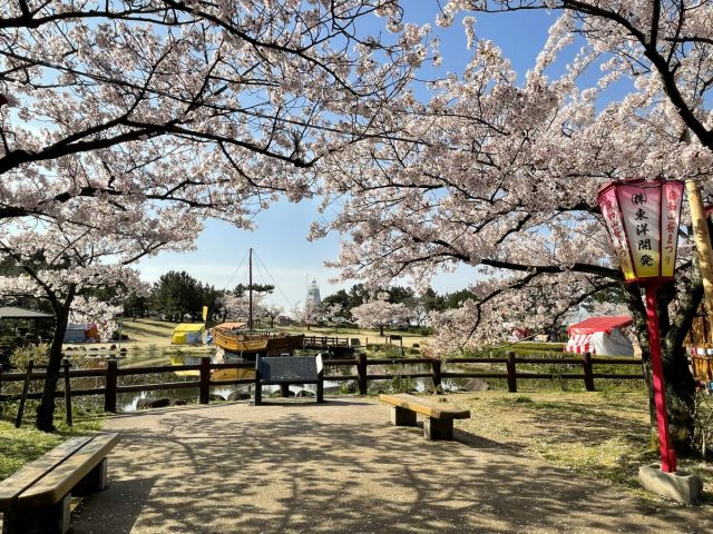 日和山公園の桜の開花状況(4/13現在)