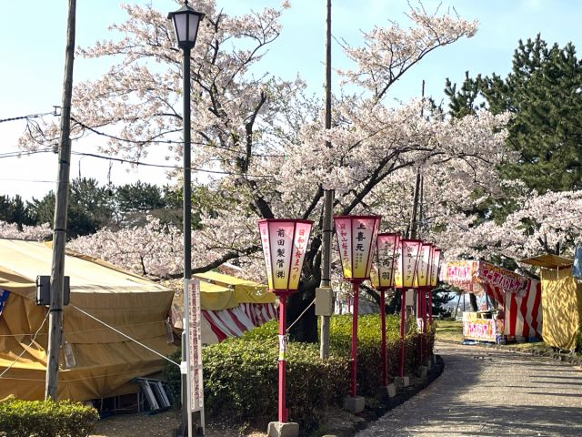 日和山公園の桜の開花状況(4/13現在)