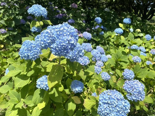 飯森山公園のあじさいが見ごろを迎えています