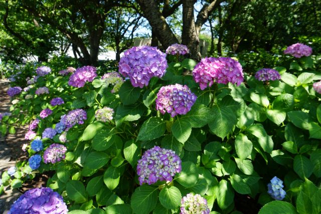 飯森山公園のあじさいが見ごろを迎えています