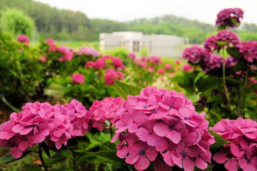 力強く咲き誇る花々と夕陽・・・夏の花めぐり