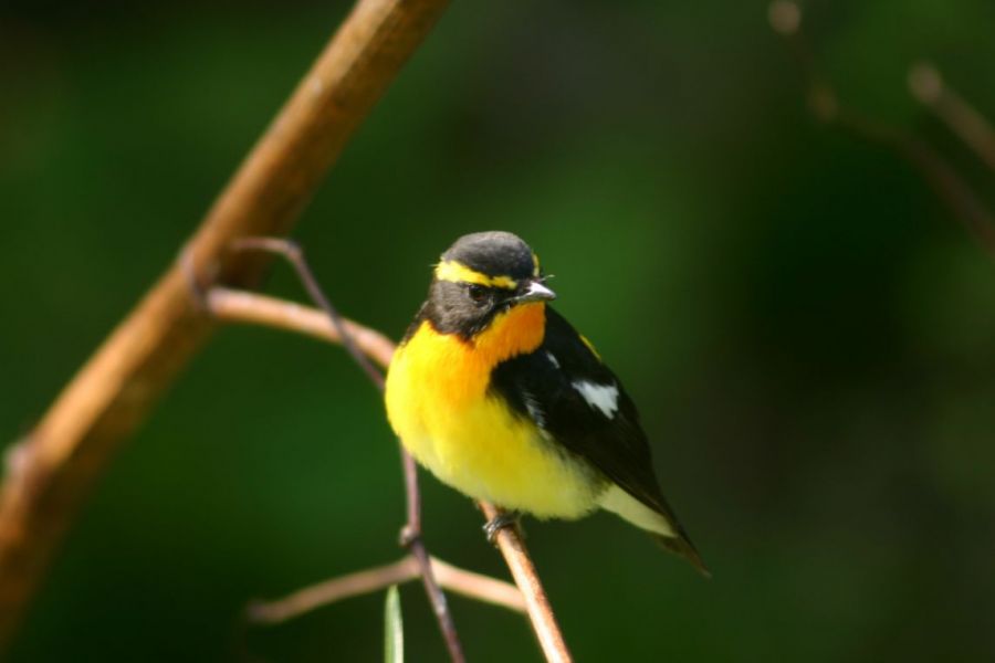 野鳥の宝庫「飛島」でバードウォッチング