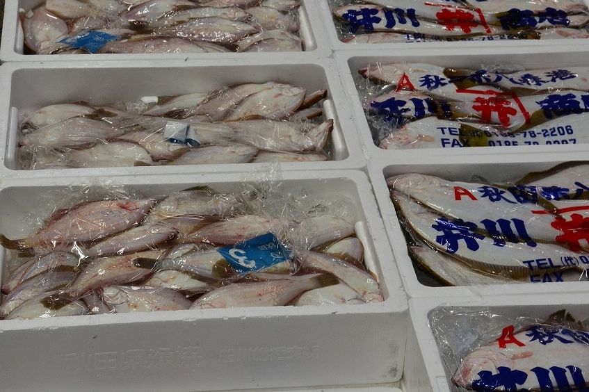 酒田魚市場 観光スポット 酒田さんぽ 山形県酒田市の観光 旅行情報