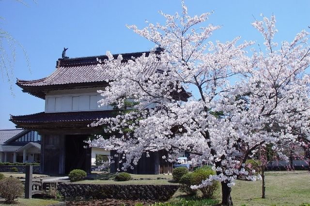 大手門と桜