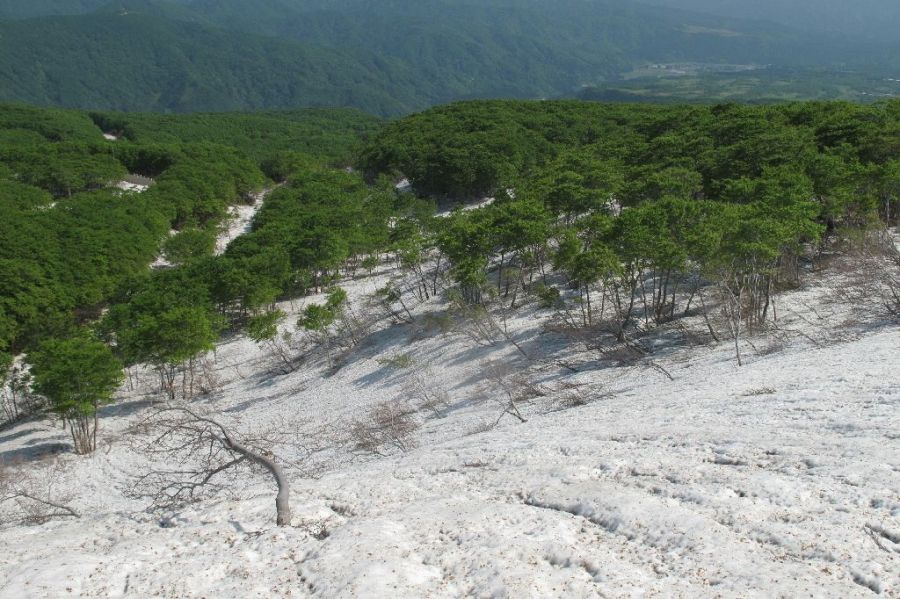 鳥海高原ライン付近の新緑