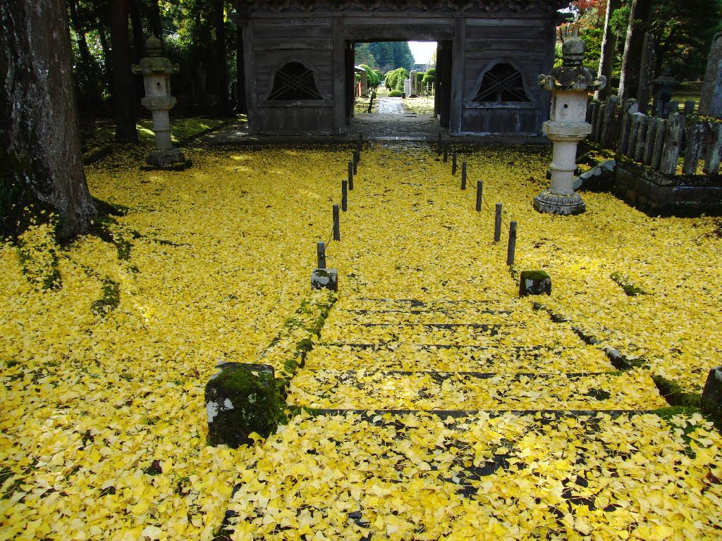 秋　総光寺