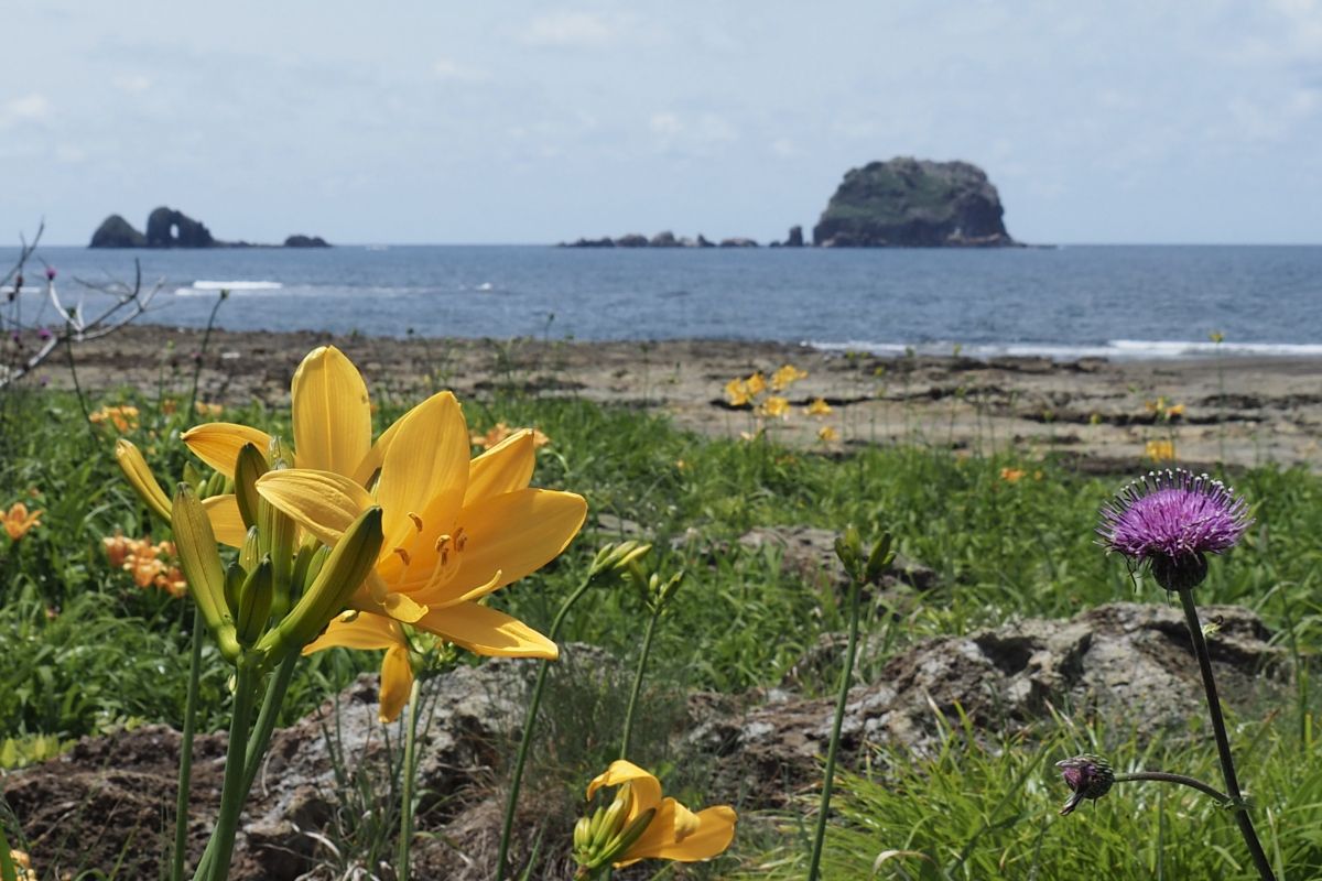 飛島の画像